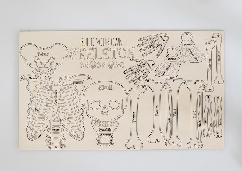 Build Your Own Skeleton Learning Activity